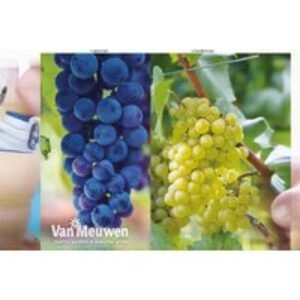 Red & White Grape Vine Duo - 'Cabernet' & 'Chardonnay' Hardy Fruit Plants | Wowcher