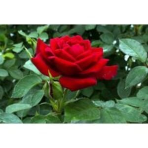 Red Hybrid Tea Rose Bush - Vibrant Blooms | Wowcher