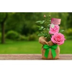 Special Daughter Pink Flowering Rose Bush - Hardy