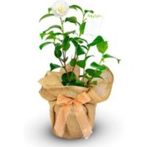 Camellia Anniversary Plant - Gift Wrapped Options | Wowcher