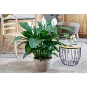 Peace Lily Indoor Plant - Air-Purifying Elegance | Wowcher