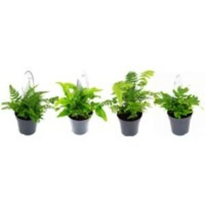 Fern Plant Mix - 6 Stunning Fern Varieties | Wowcher