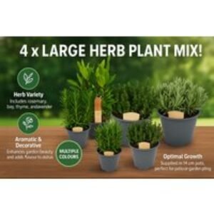 4 x Large Herb Plant Mix - Rosemary