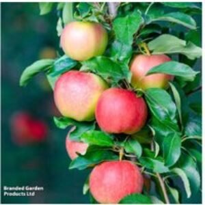 Dwarf Patio Fruit Tree Collection - Apple