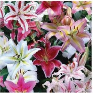 Giant Oriental Lily Bulbs - Flowering Perennial