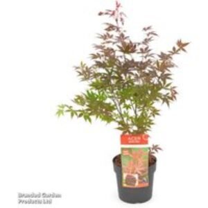 4 Red Japanese Maple (Acer Palmatum) Trees - Compact Ornamental | Wowcher