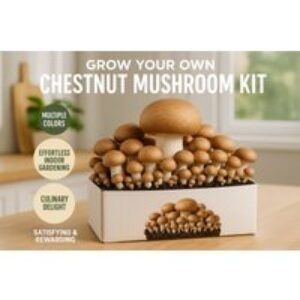Chestnut Mushroom Indoor Growing Kit - Year-Round Gourmet Harvest | Wowcher