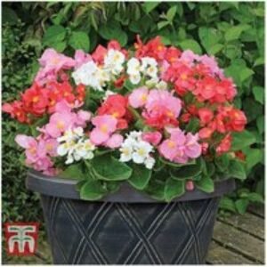 Begonia 'Lotto Mixed' - Big