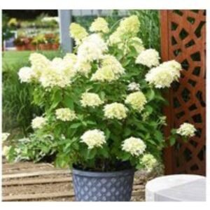 Hydrangea Paniculata 'Skyfall' Flowering Shrub - 1 or 2 Pack