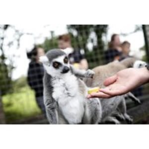 1-Hour Lemur Encounter for Two at Hoo Zoo & Dinosaur World