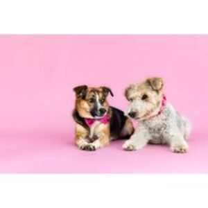 Pet Photoshoot with One Print at Love Photo | Wowcher