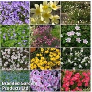 10 Hardy Alpine & Rockery Perennial Plants in 9cm Pots | Wowcher