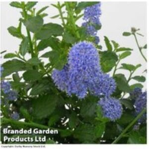 Evergreen Californian Lilac Plant Trio | Wowcher