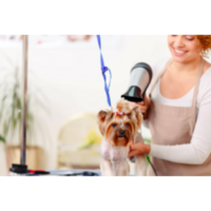 Online CPD Certified Animal Grooming Course - 12 Months Access | Wowcher