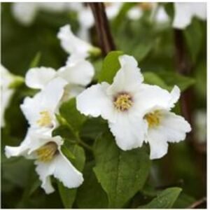 Philadelphus 'Belle Etoile' Shrub - Scented Blooms | Wowcher