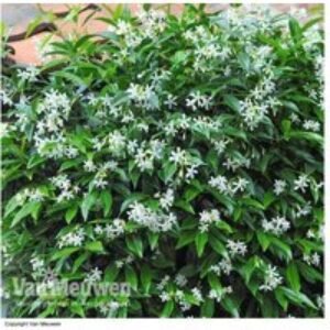 Star Jasmine (Trachelospermum jasminoides) Evergreen Flowering Climber - 9cm Pot | Wowcher