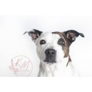 Pet Portrait Photoshoot - Kate Morley Photography - Nottingham | Wowcher
