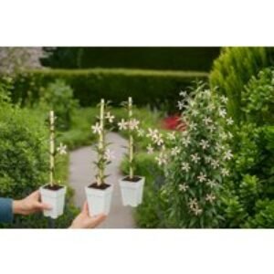 Jasmine Star of Milano Evergreen Climbing Plant - Variegated