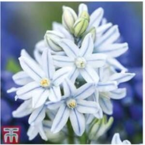 Russian Snowdrop Bulbs (Puschkinia) - Hardy Spring Flowering