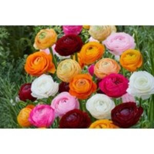 50 Mixed Ranunculus Bulbs - Colourful Flowering Perennial Collection | Wowcher