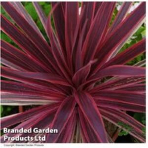 Cordyline Torbay Red Shrub - Evergreen Beauty | Wowcher