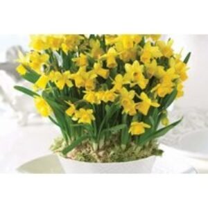 Miniature Flowering Daffodil Bulbs - Tete A Tete