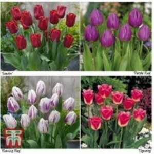 120 Spring Flowering Tulip Bulbs - Vibrant Mixed Varieties