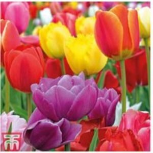 Tulip Majestic Mix Bulbs - Vibrant Spring Flowering Perennial