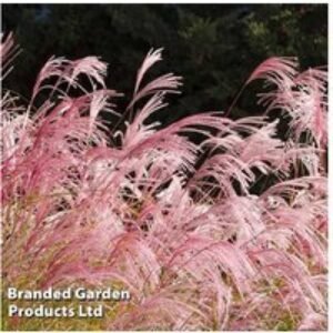 Stunning Pampas Grass Plants - Pink or White Varieties | Wowcher