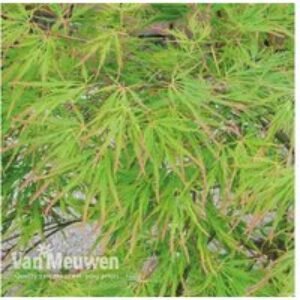 Japanese Maple 'Pal Seiryu' Potted Tree | Wowcher