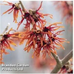 Witch Hazel Shrub - Orange Beauty - Flowering Deciduous Hardy Plant