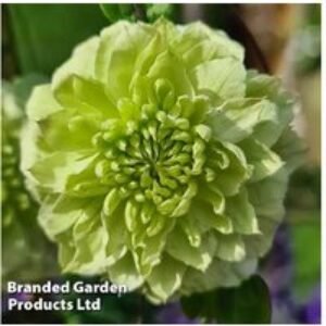 Clematis Florida 'Manju' Flowering Climber | Wowcher