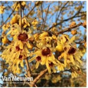 Chimonanthus praecox Wintersweet Deciduous Shrub - Fragrant Yellow Winter Flowers