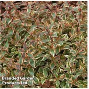 Abelia 'Tricolour Charm' Shrub - Compact & Colourful | Wowcher