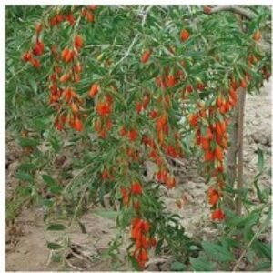 Goji Berry 'Synthia' Hardy Fruit Shrub - Antioxidant-Rich
