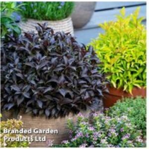 Weigela 'Arabian Nights' Dwarf Flowering Shrub - Compact