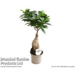 Ficus Ginseng Bonsai Tree - Indoor Evergreen