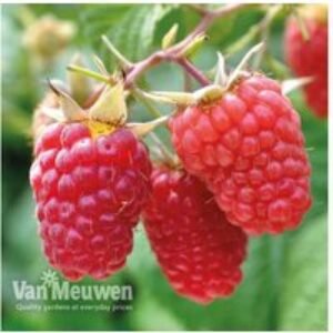 Premium 9 Mixed Raspberry Plant Collection - Hardy Shrub Selection | Wowcher