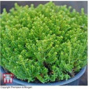 Hebe 'Emerald Green' Evergreen Shrub - Compact