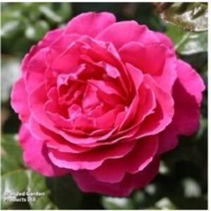 Scented Double Flowering Rose Shrub Collection - 5 Bare Root Plants | Wowcher