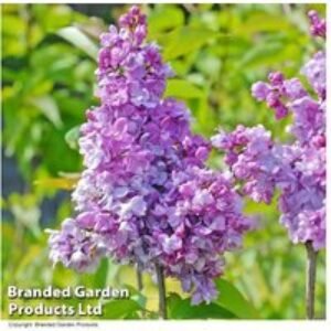 Lilac Prince Wolkonsky Flowering Shrub | Wowcher