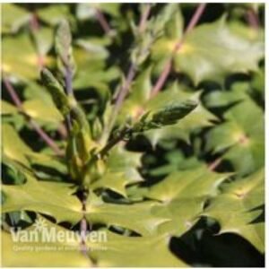 Mahonia Japonica Evergreen Flowering Shrub - Winter Fragrance