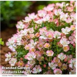 Charming Rose Cutie Pie Plants - Thorn-Free Delight | Wowcher