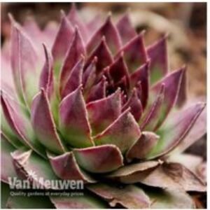 Mini Succulent Houseleeks (Sempervivum) - 5 or 10 Pack Drought-Tolerant Rosettes | Wowcher
