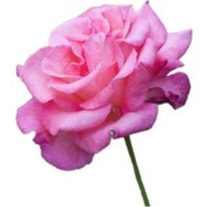 Hybrid Tea Rose Collection - Gold