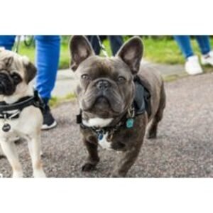 Dog Walking & Socialising Online Course Bundle - CPD & ICOES Certified | Wowcher
