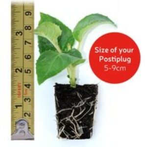 Fuchsia Giant Flowering Trailing Plug Plants - 5