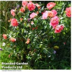 Weather-Resistant Metal Peony Plant Frame - Durable Garden Ornament & Outdoor Support (63 x 34cm) | Wowcher