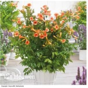 Campsis Indian Summer Climbing Plants | Wowcher
