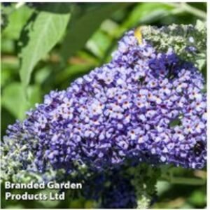 Buddleja 'Lochinch' Flowering Shrub - RHS Award
